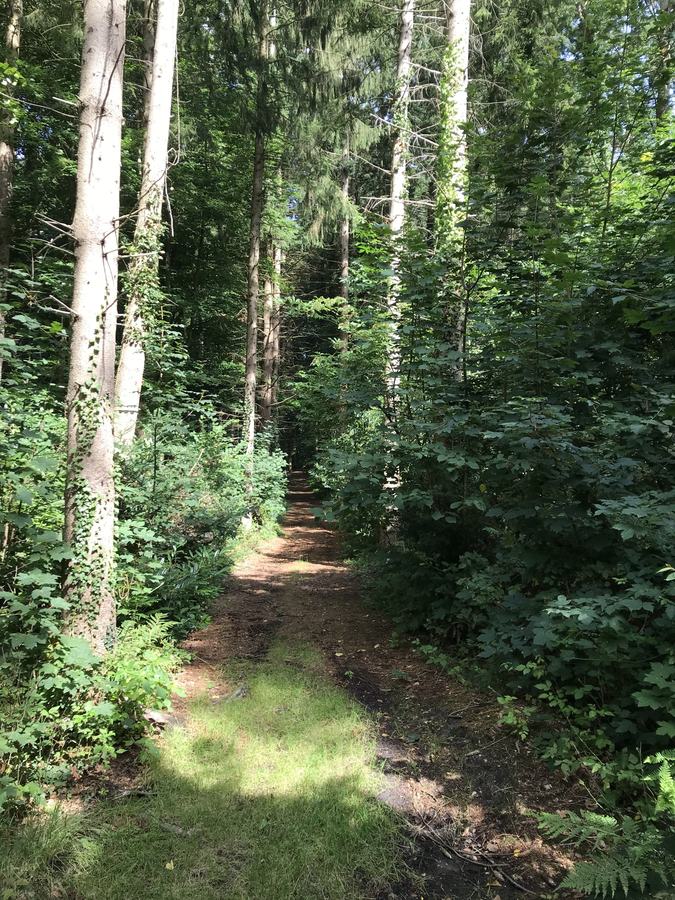 Waldweg direkt gegenüber dem Haus